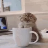 Gatos y gatitos 9