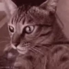 Gatos y gatitos 10