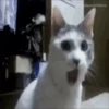 Gatos y gatitos 11