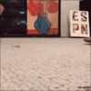 Gatos y gatitos 12