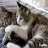 Gatos y gatitos 13