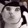 Gatos y gatitos 14