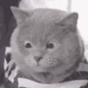 Gatos y gatitos 15