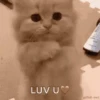 Gatos y gatitos 16