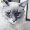 Gatos y gatitos 17