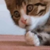 Gatos y gatitos 19