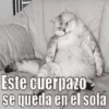 Gatos y gatitos 20