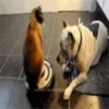 Gatos y gatitos 21