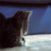 Gatos y gatitos 22