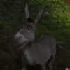 Gato con botas y burro 20