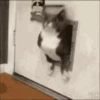 Gatos y gatitos 23