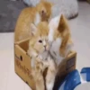 Gatos y gatitos 24