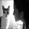 Gatos y gatitos 25