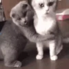Gatos y gatitos 26