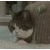 Más Gatitos 10 (Mov) 23