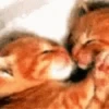 Gatos y gatitos 28