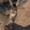 Gato con botas y burro 28