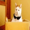 Gatos y gatitos 30
