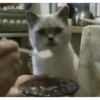 Más Gatitos 10 (Mov) 13