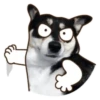 PERRO Y GATO MOV 5