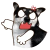 PERRO Y GATO MOV 7