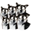 PERRO Y GATO MOV 8