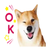Responde como perro  Mov 7