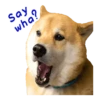 Responde como perro  Mov 9