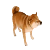 Responde como perro  Mov 11