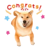 Responde como perro  Mov 13