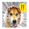 Responde como perro  Mov 17