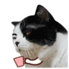 PERRO Y GATO MOV 20