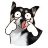 PERRO Y GATO MOV 24