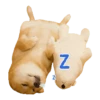 Responde como perro  Mov 24