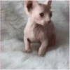 𒆜Gatos Calvos 1.2 5