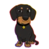 Dachshund🐶🤎.MOV 5
