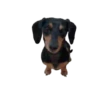 Dachshund🐶🤎.MOV 6