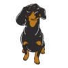 Dachshund🐶🤎.MOV 7