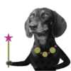 Dachshund🐶🤎.MOV 8