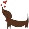 Dachshund🐶🤎.MOV 12
