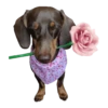 Dachshund🐶🤎.MOV 14