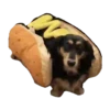 Dachshund🐶🤎.MOV 15