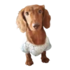 Dachshund🐶🤎.MOV 16