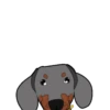 Dachshund🐶🤎.MOV 17