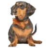 Dachshund🐶🤎.MOV 24