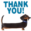 Dachshund🐶🤎.MOV 26