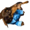 Dachshund🐶🤎.MOV 27