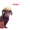 Dachshund🐶🤎.MOV 28