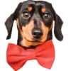 Dachshund🐶🤎.MOV 29