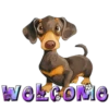 Dachshund🐶🤎.MOV 30
